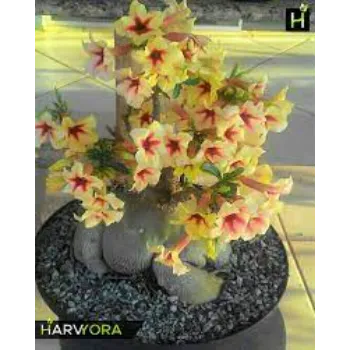 Yellow Adenium Plant 1a-adenium plant-4565155-77045.webp